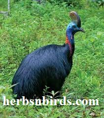 Burung Yang Tidak Bisa Terbang