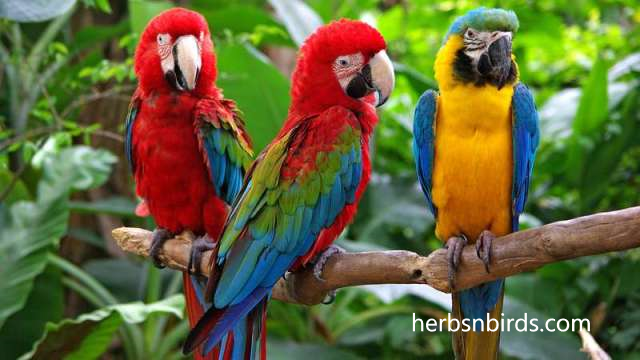 Fakta - Fakta yang di Miliki Oleh Burung Kakak Tua