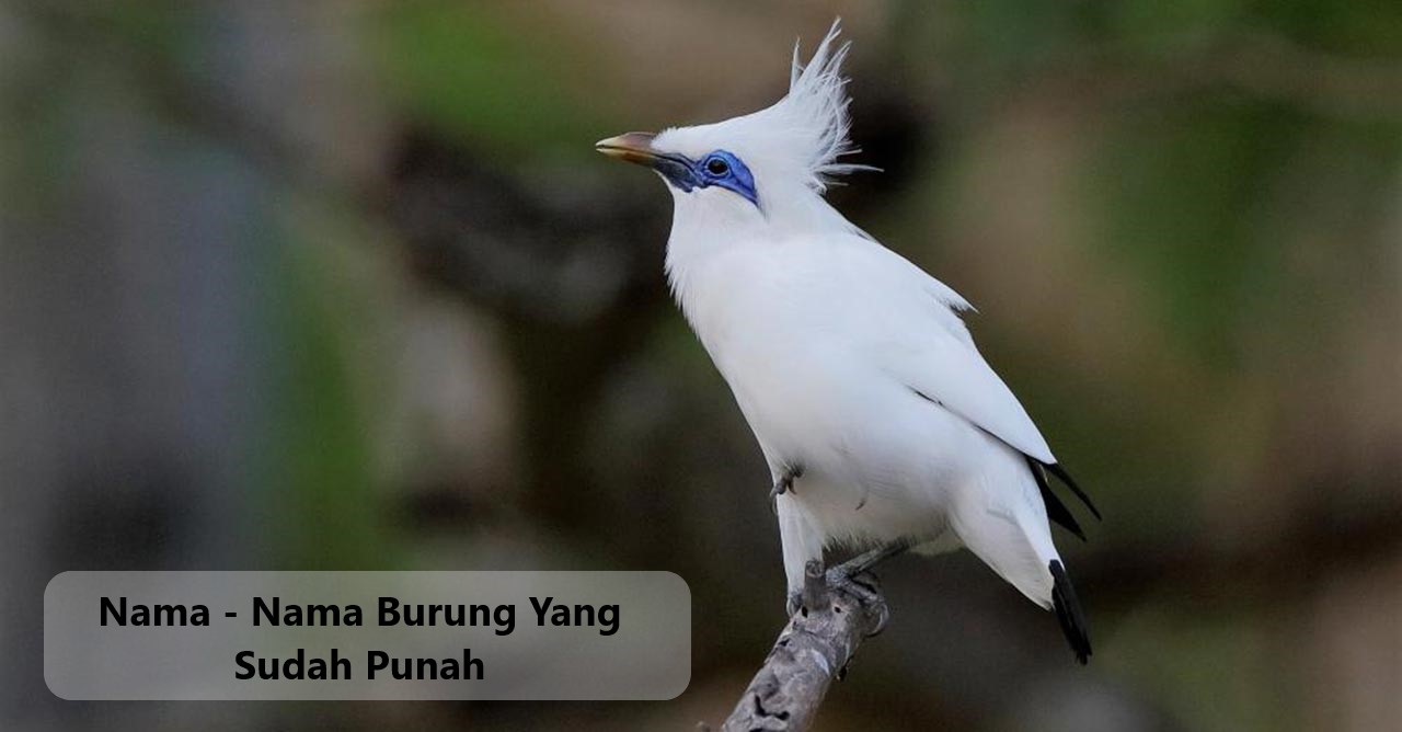Nama - Nama Burung Yang Sudah Punah