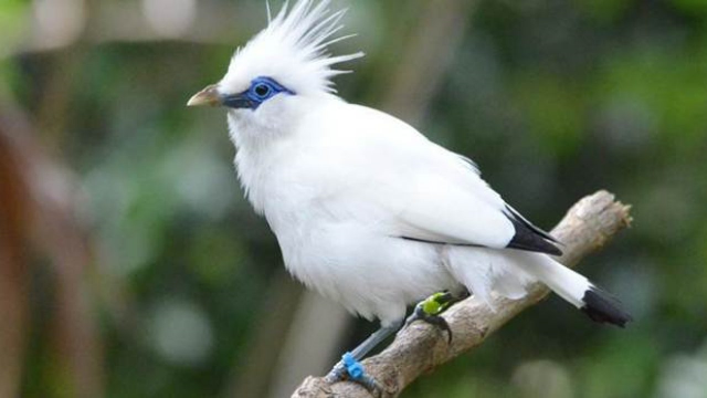 INFORMASI TENTANG PENYEBAB HAMPIR PUNAHNYA BURUNG JALAK BALI