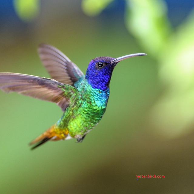 BURUNG KOLIBRI DENGAN KEUNIKAN - KEUNIKANNYA