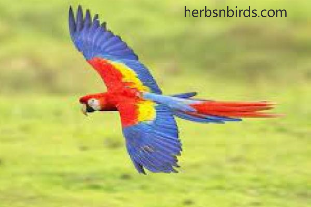 https://www.herbsnbirds.com/fakta-fakta-yang-di-miliki-oleh-burung-kakak-tua/