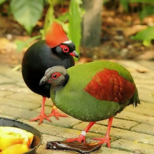 Keunikan Burung Puyuh dan Manfaat Burung Puyuh Bagi Manusia