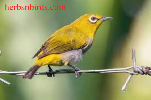 Tips Memelihara Burung Beo