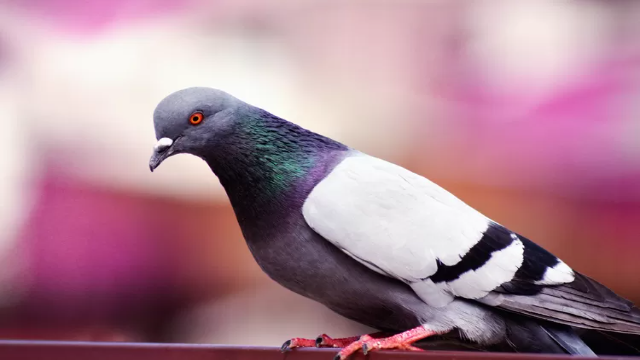 Fakta Menarik Burung Merpati